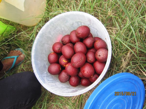 Viaje, Perú, Moyobamba, San Martin