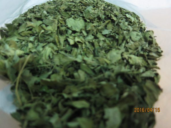 MORINGA