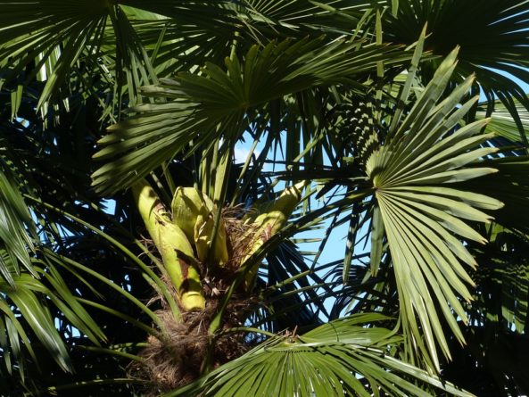 Viaje, Perú, Tarapoto, San Martin