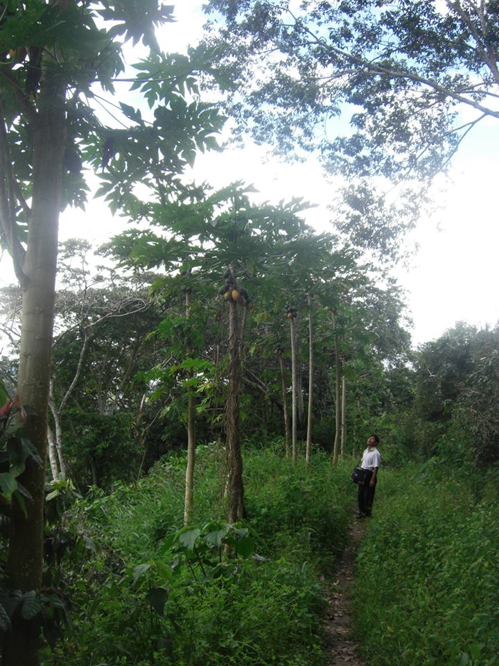 Viaje, Perú, Moyobamba, San Martin