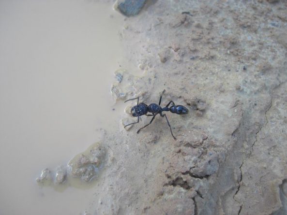 Viaje, Perú, Moyobamba, San Martin