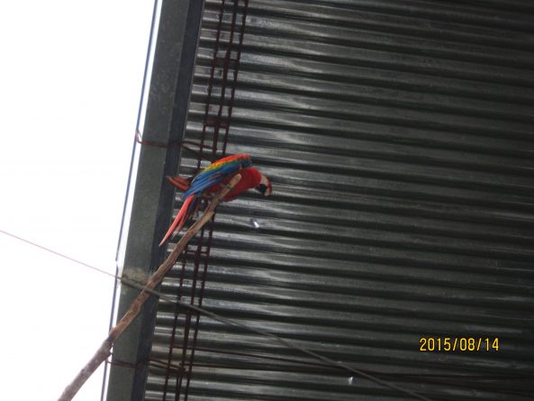 Viaje, Perú, Moyobamba, San Martin