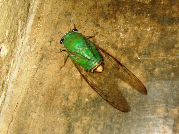 Viaje, Perú, Moyobamba, San Martin