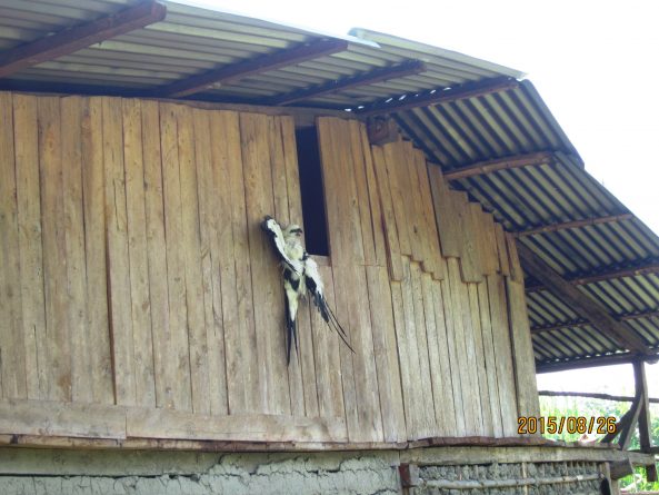 Viaje, Perú, Moyobamba, San Martin