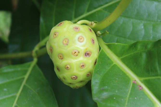 noni