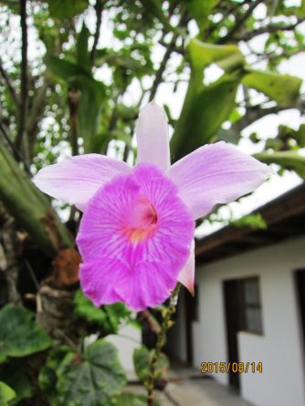 Viaje, Perú, Moyobamba, San Martin