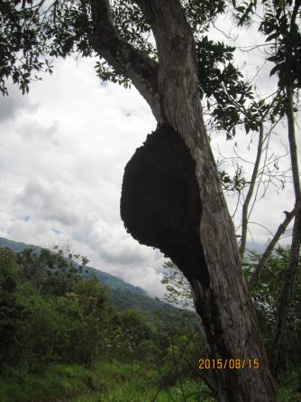 Viaje, Perú, Moyobamba, San Martin
