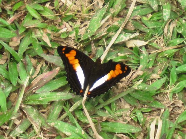 Viaje, Perú, Moyobamba, San Martin