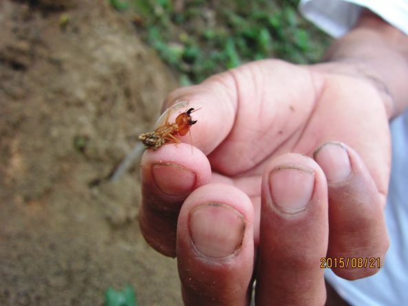 Viaje, Perú, Moyobamba, San Martin