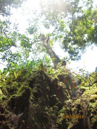 Viaje, Perú, Moyobamba, San Martin