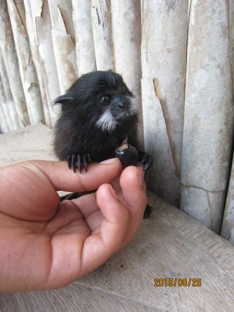 Viaje, Perú, Moyobamba, San Martin