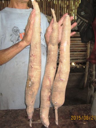 Viaje, Perú, Moyobamba, San Martin