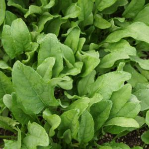 espinaca, dieta, efecto, tilacoida