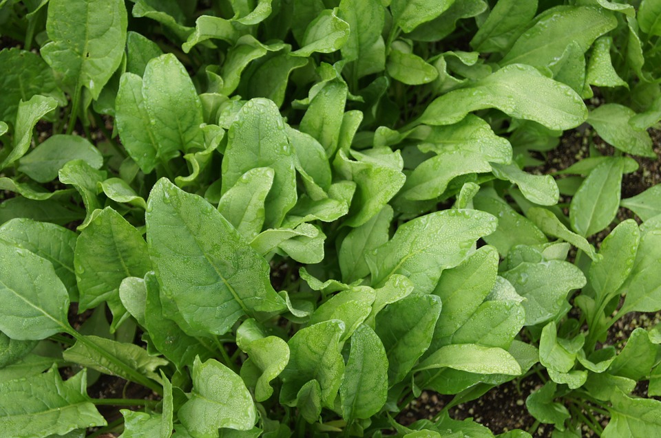 espinaca, dieta, efecto, tilacoida