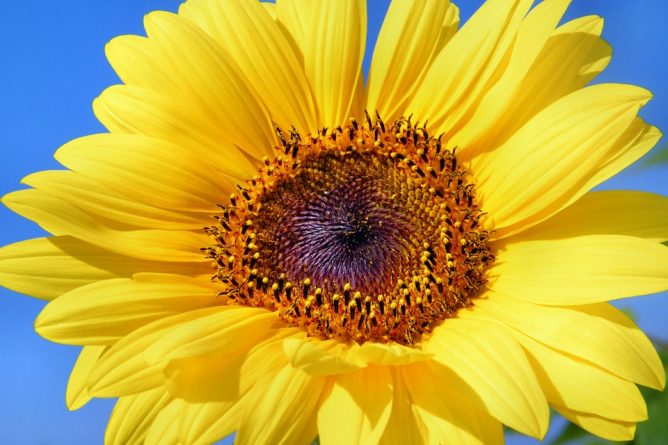 girasol