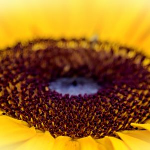 semilla de girasol, belleza, piel, fibra