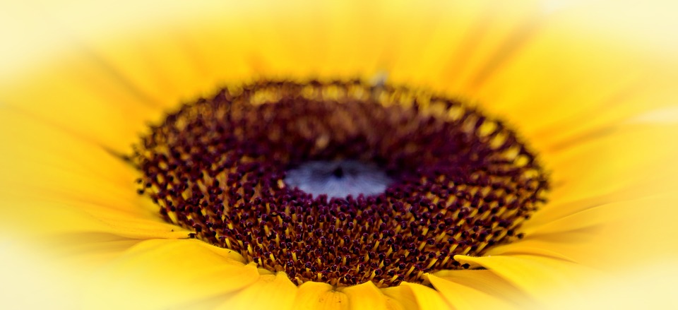 semilla de girasol, belleza, piel, fibra