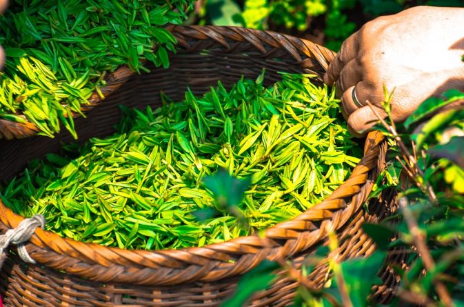 té verde
