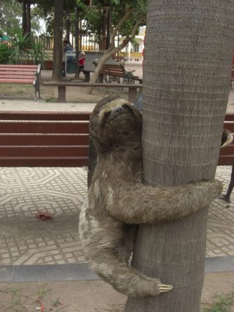 Viaje, Bolivia, Santa Cruz, Sudamérica