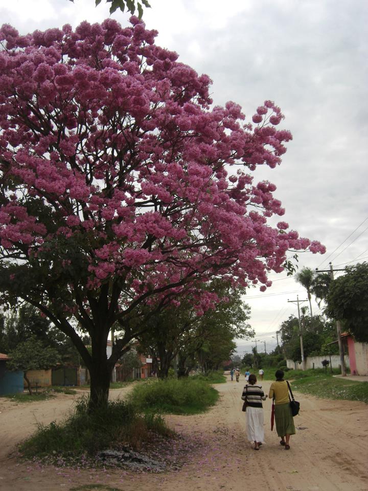 Viaje, Bolivia, Santa Cruz, Sudamérica