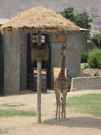 Viaje, Perú, Lima, Sudamérica