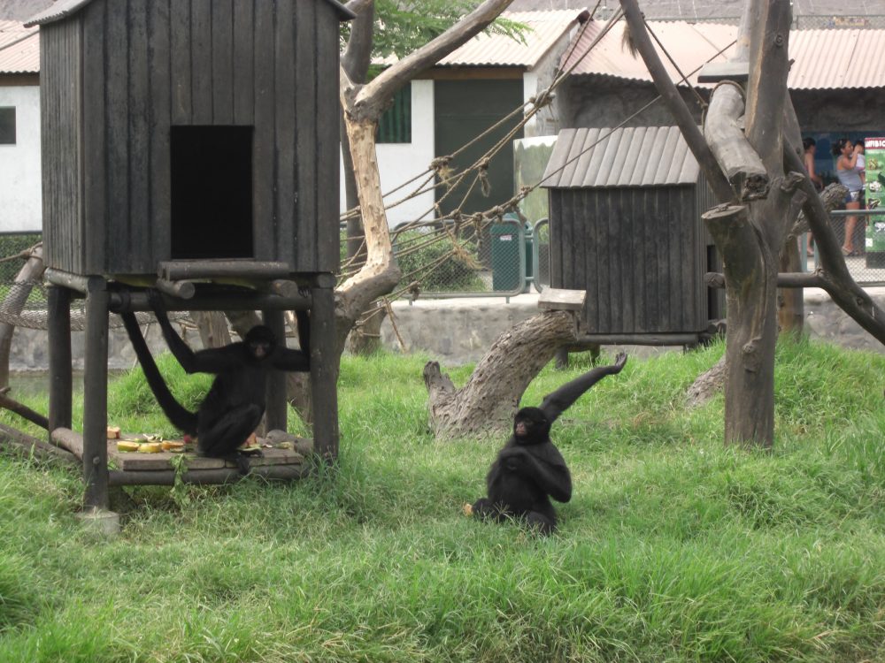 Viaje, Perú, Lima, Sudamérica