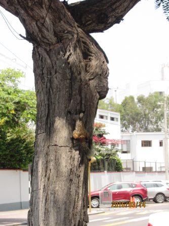 Viaje, Perú, Lima, Sudamérica