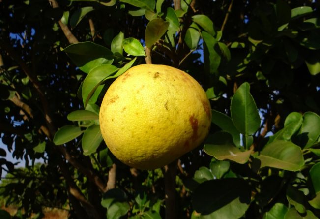 pomelo