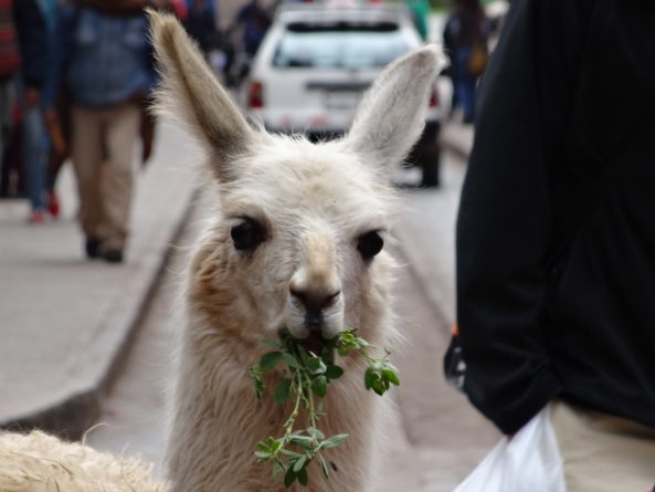 Viaje, Perú, Turismo, Sudamérica