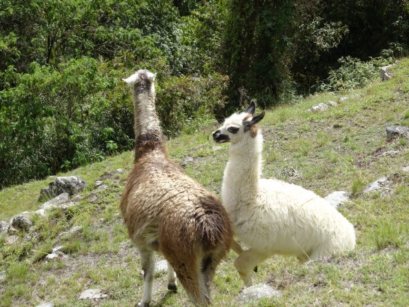 Viaje, Perú, Turismo, Sudamérica