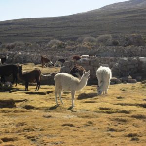 Viaje, Bolivia, Turismo, Sudamérica
