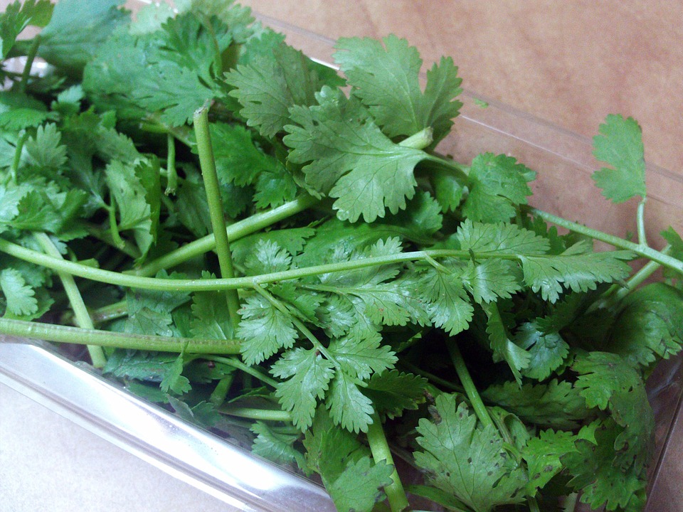 cilantro, efecto, desintoxicación,