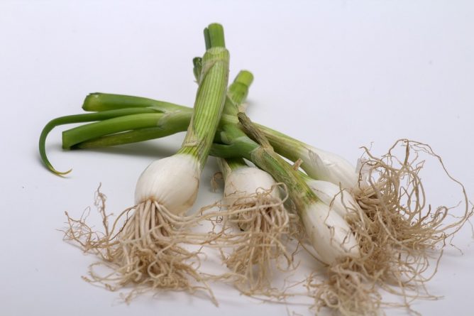 cebollas chinas