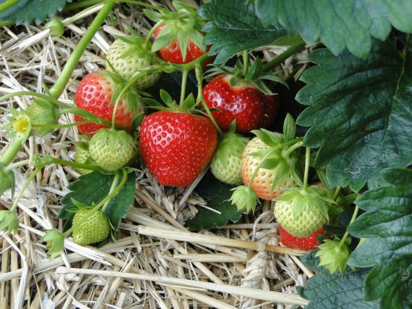fresas