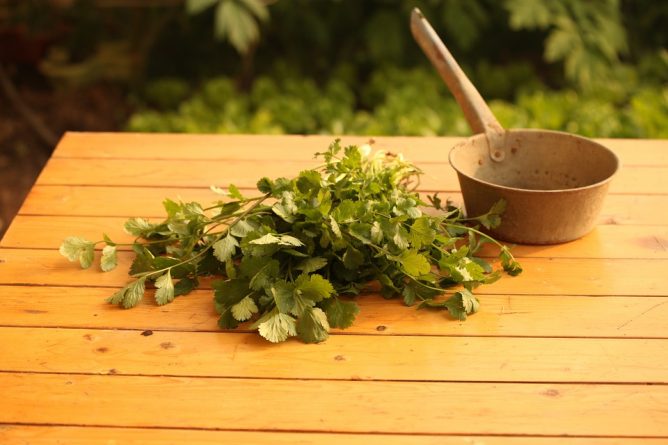 cilantro