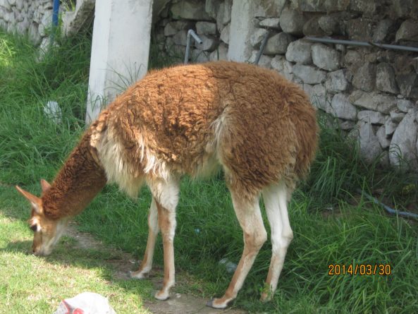 Viaje, Perú, Turismo, Sudamérica