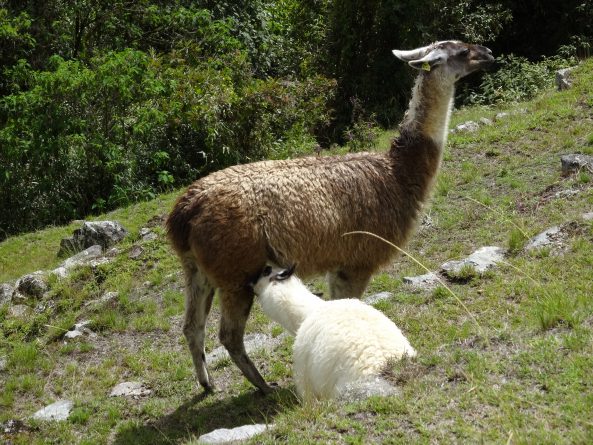 Viaje, Perú, Turismo, Sudamérica