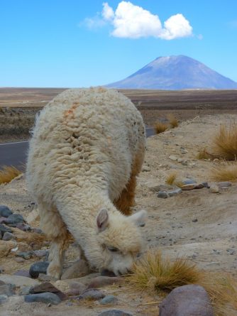 Viaje, Perú, Turismo, Sudamérica