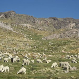 Viaje, Perú, Turismo, Sudamérica