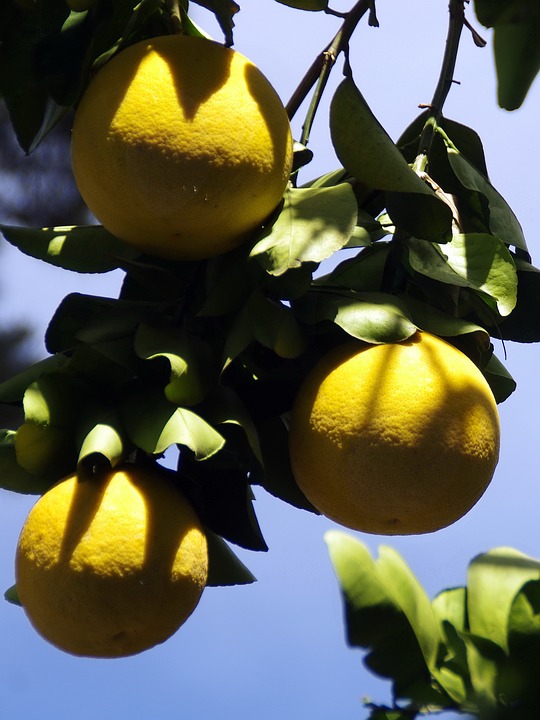pomelo
