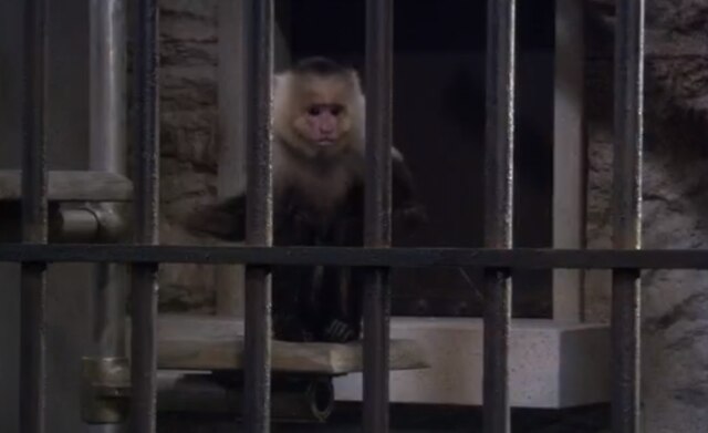 ¿Marshall fue robado por un mono realmente en "How I Met Your Mother"? (Foto: CBS)
