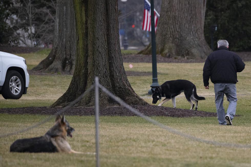 Los perros de Joe Biden, Champ y Major, se mudaron a la Casa Blanca, reviviendo una larga tradición de mascotas presidenciales que se rompió bajo el mandato de Donald Trump. (Foto: JIM WATSON / AFP)