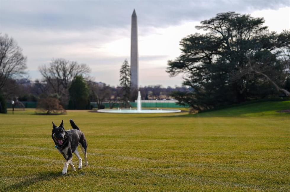 Los Biden habían prometido llevar a los perros con ellos a la Casa Blanca. Planeaban añadir un gato a la familia, aunque no se había dado a conocer ninguna información sobre la llegada del felino. (Foto:  EFE/EPA/ADAM SCHULTZ / WHITE HOUSE)