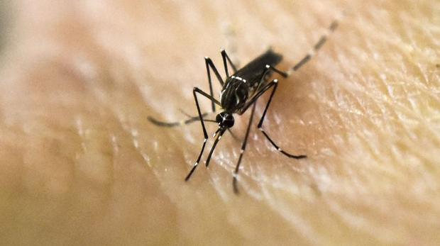 Solo en Brasil, el virus del zika afectó a más de 252 mil personas, entre casos confirmados y sospechosos. (Foto: AFP)