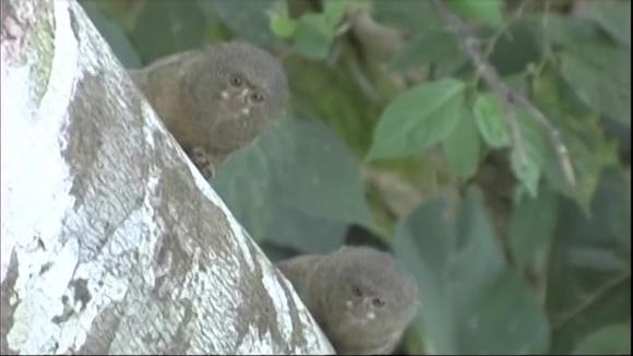 Descubren en Ecuador una nueva especie del primate más pequeño del mundo