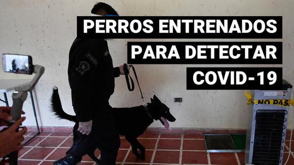 El Salvador entrena a perros policía para detectar casos de coronavirus