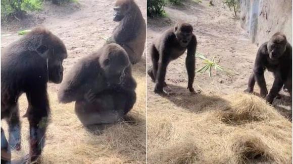 Gorilas son virales luego de reacción tras descubrir una serpiente en su territorio [VIDEO]