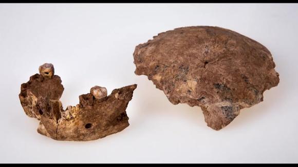 Descubren en Israel una nueva especie de hombre prehistórico