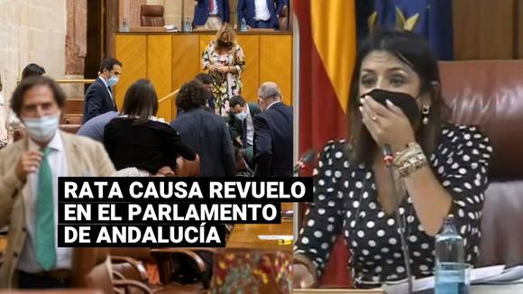Rata irrumpe en el Parlamento de Andalucía y genera revuelo entre los legisladores