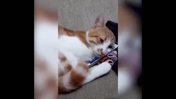 Viral: Mira la reacción de un gatito al reconocer a su exdueña fallecida